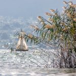 como seria jesus segun la inteligencia artificial