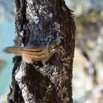 cuales son las ramas de la inteligencia artificial