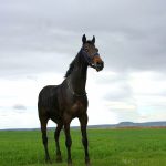 como crear un logotipo con inteligencia artificial