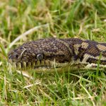 inteligencia artificial python ejemplos