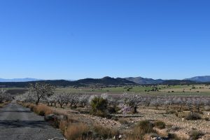 cual es el origen de la ia