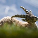 profesiones que no pueden ser sustituidas por inteligencia artificial